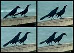 (26) crow montage.jpg    (1000x720)    273 KB                              click to see enlarged picture